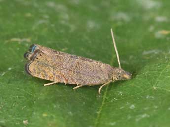 Dichrorampha sedatana Busck adulte - �Philippe Mothiron