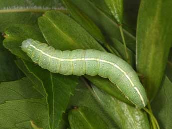  Chenille de Lithophane semibrunnea Hw. - �Philippe Mothiron