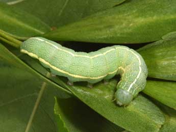  Chenille de Lithophane semibrunnea Hw. - �Philippe Mothiron