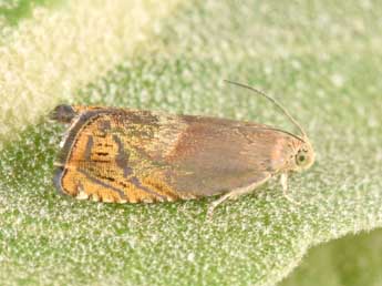 Cydia semicinctana Kennel adulte - �Philippe Mothiron