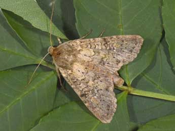 Polia serratilinea Tr. adulte - �Philippe Mothiron