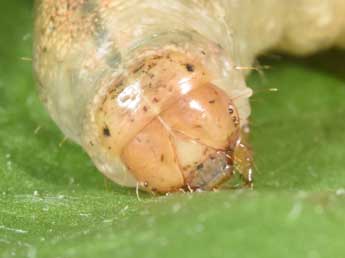  Chenille de Polia serratilinea Tr. - �Philippe Mothiron