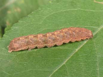  Chenille de Eugraphe sigma D. & S. - �Philippe Mothiron