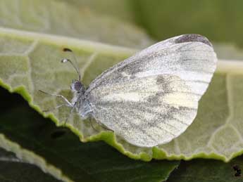 Leptidea sinapis L. adulte - �Philippe Mothiron