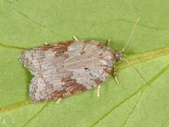 Acleris sparsana D. & S. adulte - �Philippe Mothiron