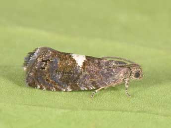 Pammene spiniana Dup. adulte - �Philippe Mothiron