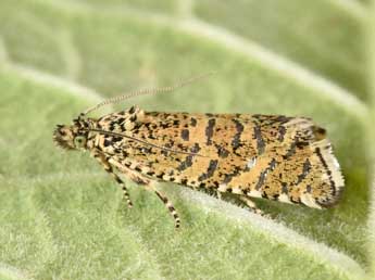 Olethreutes stibiana Gn. adulte - �Philippe Mothiron