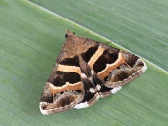 Grammodes stolida F. adulte - �Philippe Mothiron