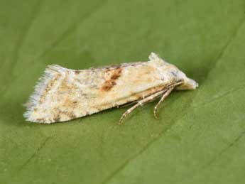 Cochylimorpha straminea Hw. adulte - �Philippe Mothiron