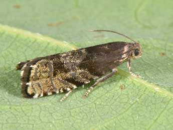 Cydia strobilella L. adulte - �Philippe Mothiron
