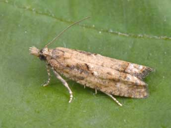 Acroclita subsequana H.-S. adulte - �Philippe Mothiron