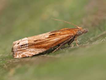 Eucosma subvittana Stgr adulte - �Lionel Taurand