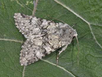 Antitype suda Gey. adulte - �Philippe Mothiron