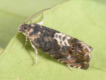 Pammene suspectana Lienig adulte - �Philippe Mothiron