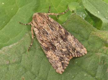 Apamea syriaca Osth. adulte - �Philippe Mothiron