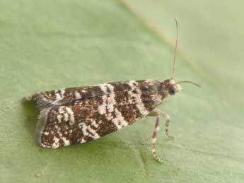 Epinotia tedella Cl. adulte - �Philippe Mothiron