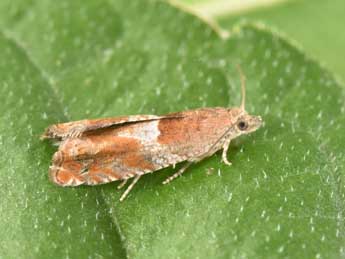 Epinotia tenerana D. & S. adulte - �Philippe Mothiron