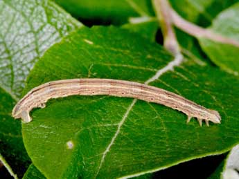  Chenille de Eulithis testata L. - �Philippe Mothiron