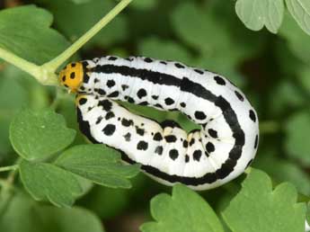  Chenille de Calyptra thalictri Bkh. - �Philippe Mothiron
