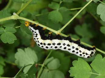  Chenille de Calyptra thalictri Bkh. - �Philippe Mothiron