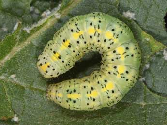  Chenille de Cucullia thapsiphaga Tr. - �Philippe Mothiron