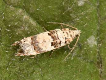 Thiodia trochilana Fr�l. adulte - �Philippe Mothiron