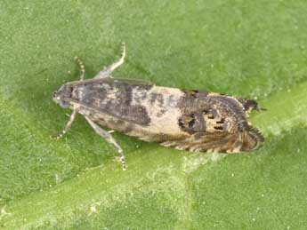 Cydia trogodana Pr�se adulte - �Philippe Mothiron