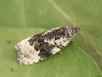 Apotomis turbidana Hb. adulte - �Philippe Mothiron