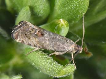 Cydia ulicetana Hw. adulte - �Philippe Mothiron