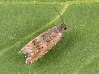 Cydia ulicetana Hw. adulte - �Philippe Mothiron