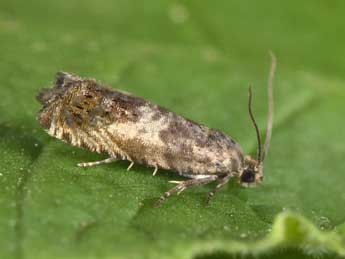 Cydia ulicetana Hw. adulte - �Philippe Mothiron