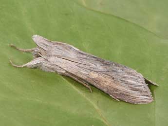 Cucullia umbratica L. adulte - �Philippe Mothiron