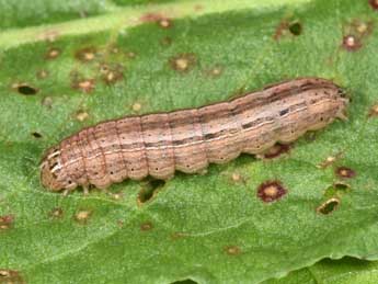  Chenille de Mythimna vitellina Hb. - �Philippe Mothiron