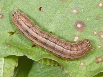  Chenille de Mythimna vitellina Hb. - �Philippe Mothiron