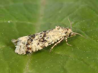 Aethes williana Brahm adulte - �Philippe Mothiron