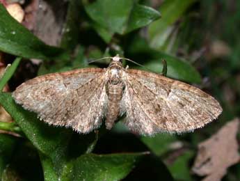 Eupithecia abbreviata Stph. adulte - �Philippe Mothiron