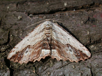 Menophra abruptaria Thnbg adulte - �Philippe Mothiron