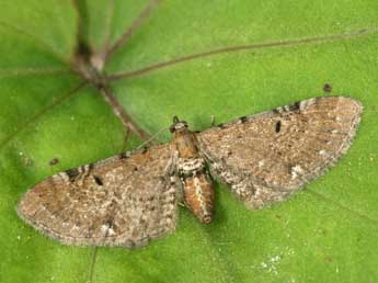 Eupithecia absinthiata Cl. adulte - �Daniel Morel