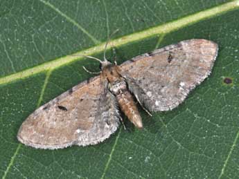 Eupithecia absinthiata Cl. adulte - �Philippe Mothiron