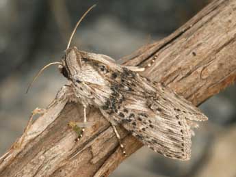 Cucullia absinthii L. adulte - �Daniel Morel