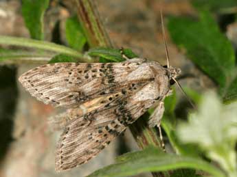 Cucullia absinthii L. adulte - �Daniel Morel