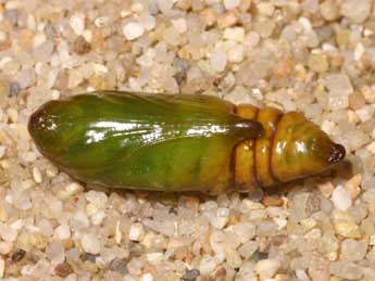  Chrysalide de Cucullia absinthii L. - �Lionel Taurand