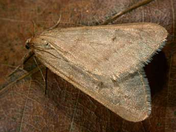 Alsophila aceraria D. & S. adulte - �Philippe Mothiron