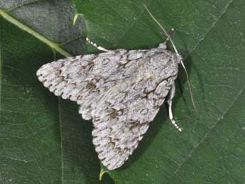 Acronicta aceris L. adulte - �Philippe Mothiron