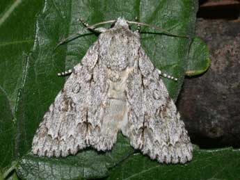 Acronicta aceris L. adulte - �Philippe Mothiron