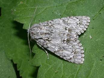 Acronicta aceris L. adulte - �Philippe Mothiron