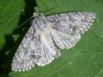 Acronicta aceris L. adulte - �Philippe Mothiron
