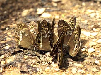 Lopinga achine Scop. adulte - �Daniel Morel