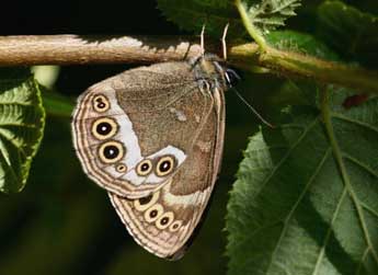 Lopinga achine Scop. adulte - �Daniel Morel