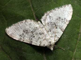 Nebula achromaria Lah. adulte - �Daniel Morel